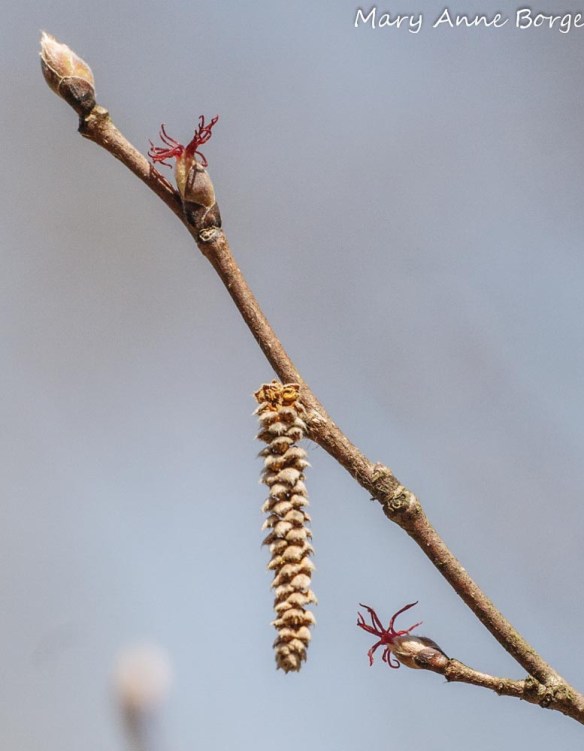 Beaked Hazelnut Flowers