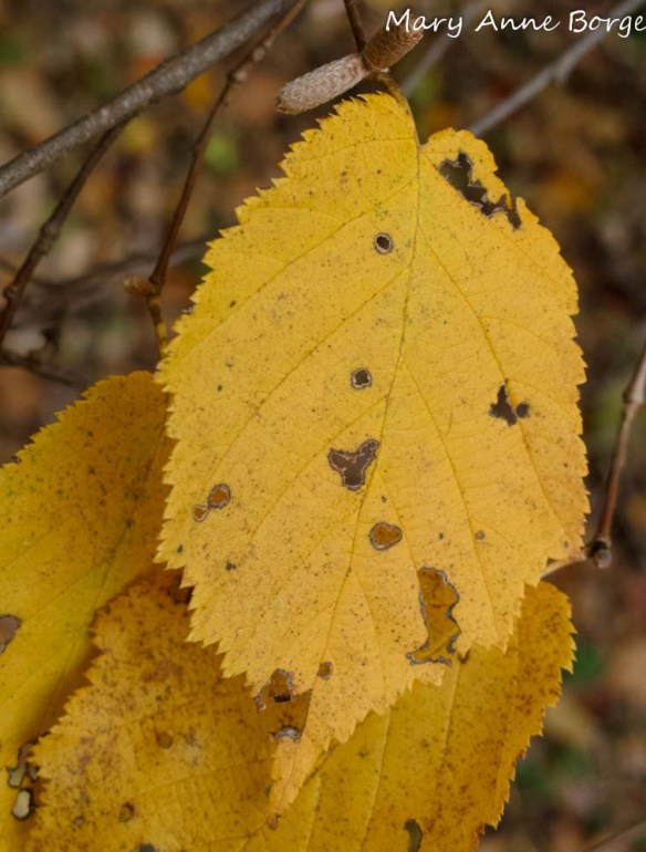 Beaked Hazelnut in Fall