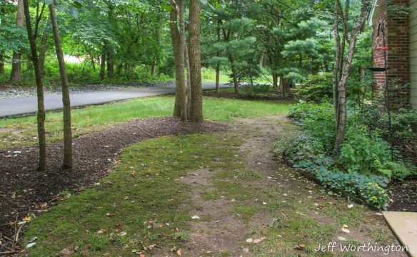 Before the shade garden