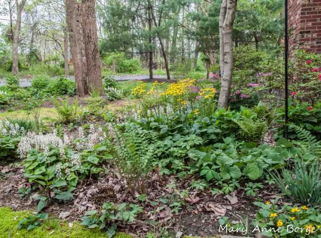 A Butterfly Garden that Embraces the Shade | The Natural Web