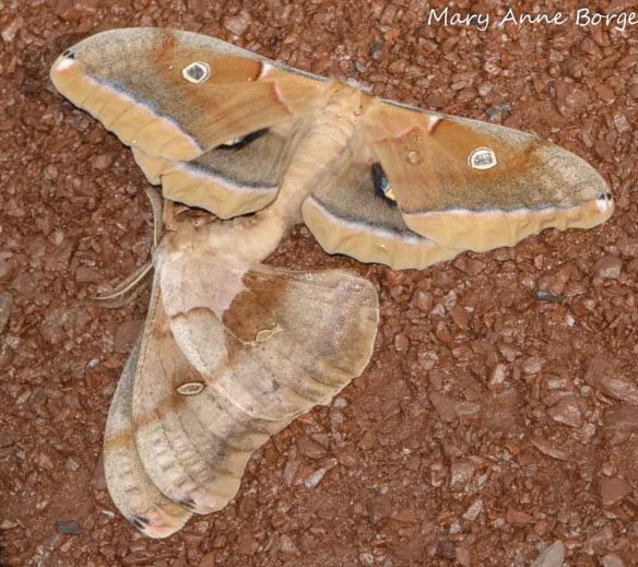 Polyphemus Moths Mating