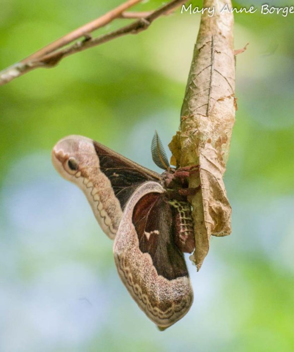Prometha Moth, ready for take-off!