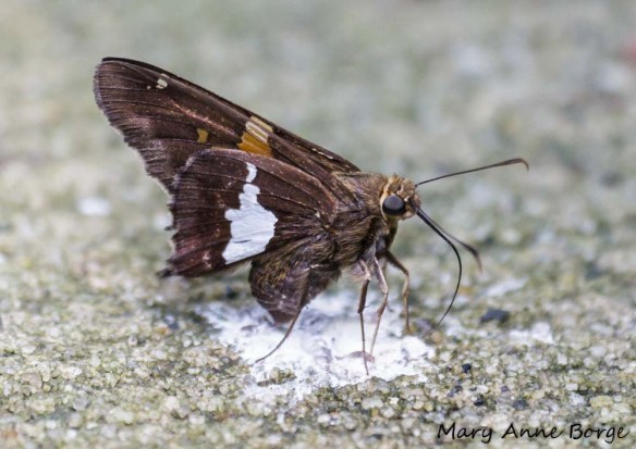 Silver-spotted Skipper getting minerals from bird droppings