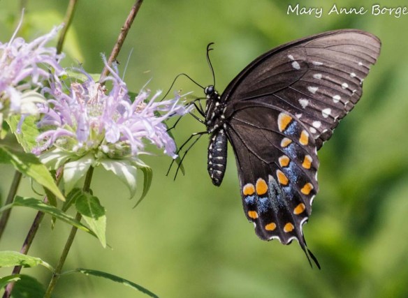 Spicebush Swallowtail nectoring on Wild Bergamot (Monarda fistulosa)