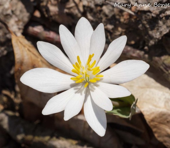 Bloodroot (Sanguinaria canadensis)
