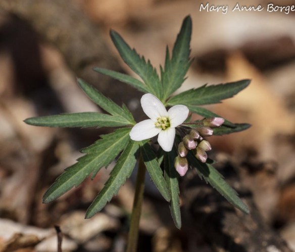 Cut-leaved Toothwort (Cardamine concatenata)