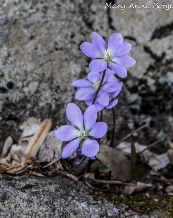 Round-lobed Hepatica (Hepatica Americana; synonym Anemone americana)