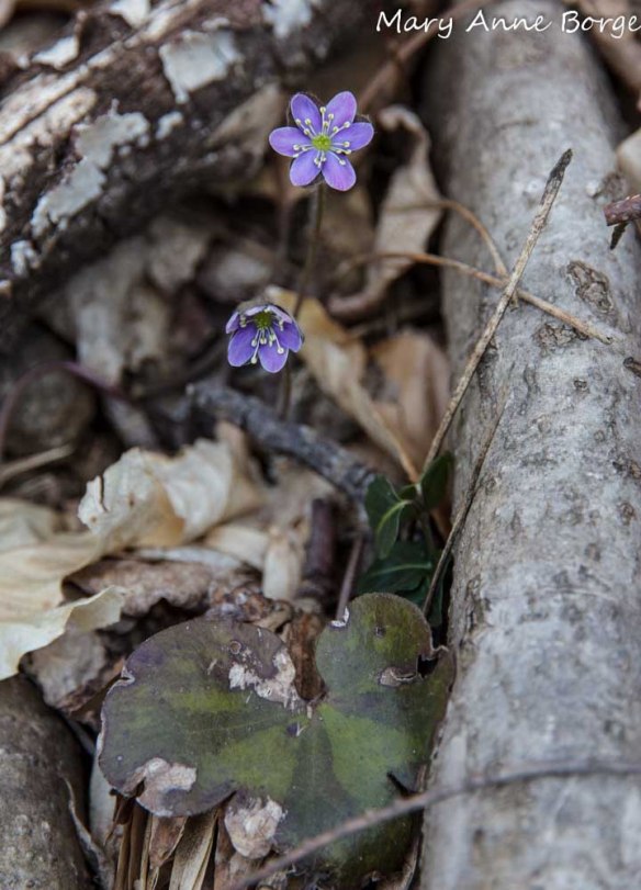 Round-lobed Hepatica (Hepatica Americana; synonym Anemone americana) showing last year's leaves