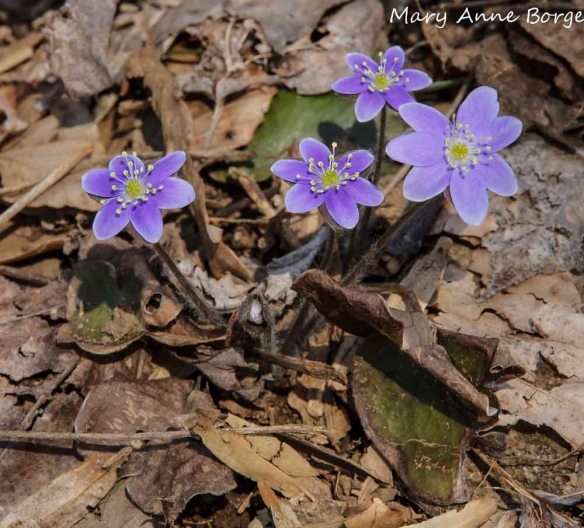 Round-lobed Hepatica (Hepatica Americana; synonym Anemone americana) showing last year's leaves
