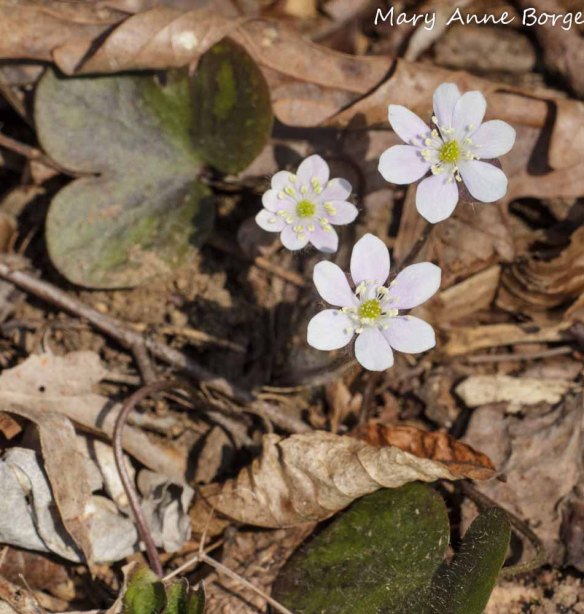 Round-lobed Hepatica (Hepatica Americana; synonym Anemone americana) with mottled leaves