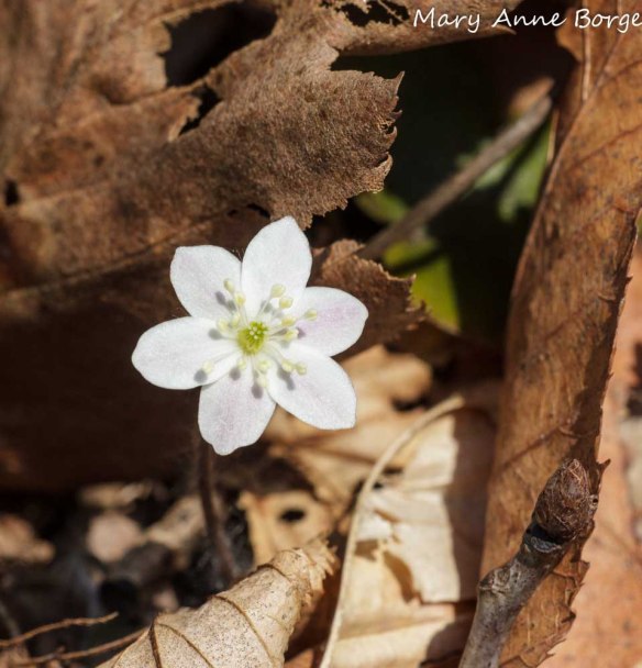 Round-lobed Hepatica (Hepatica Americana; synonym Anemone americana)