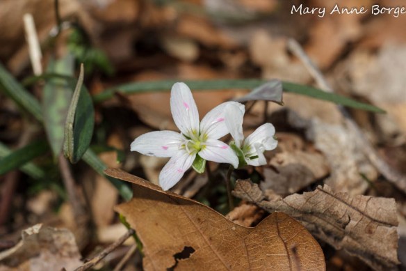Spring Beauty (Claytonia virginica)