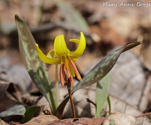 Trout Lily (Erythronium americanum)