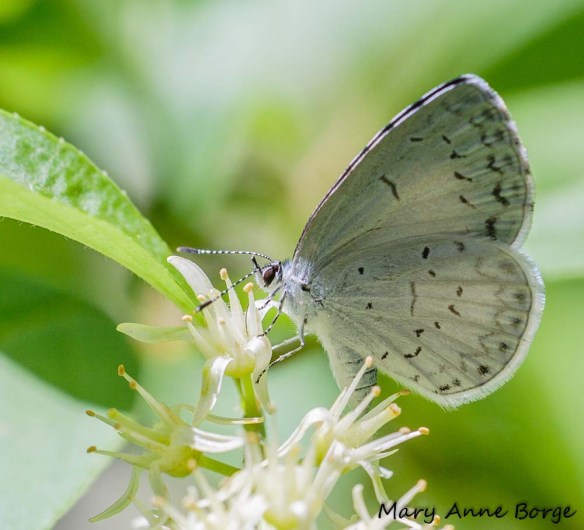 Spring Azure nectaring on Virginia Sweetspire