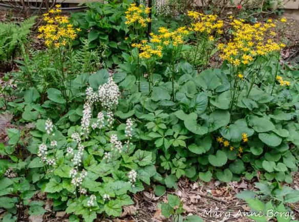 Spring Garden - Foamflower, Golden Ragwort, Virginia Creeper, Christmas Fern