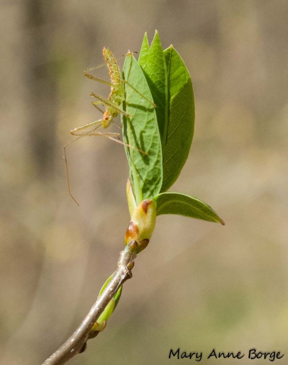 Emerging Sassafras (Sassafras albidum) leaves with bud scales at their base, accompanied by an assasin bug, Zelus luridus