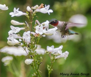 Ruby-throated Hummingbird with White Beardtongue (Penstemon digitalis)