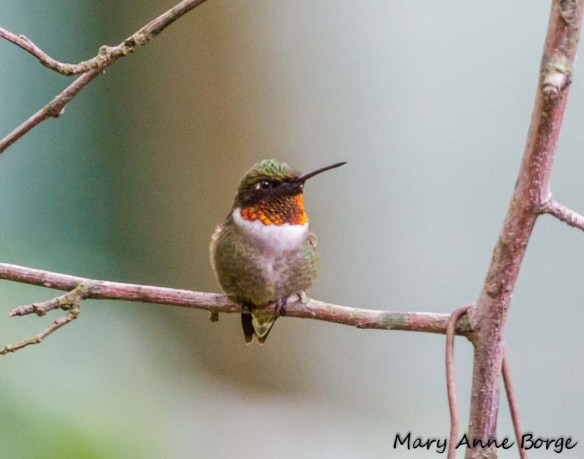 Ruby-throated_Hummingbird