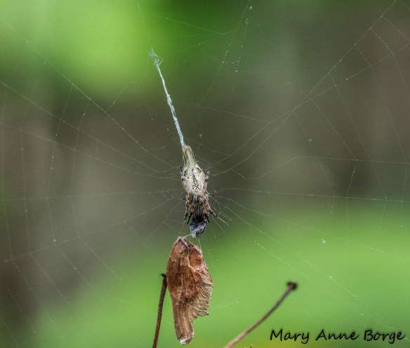Trashline Orbweaver 
