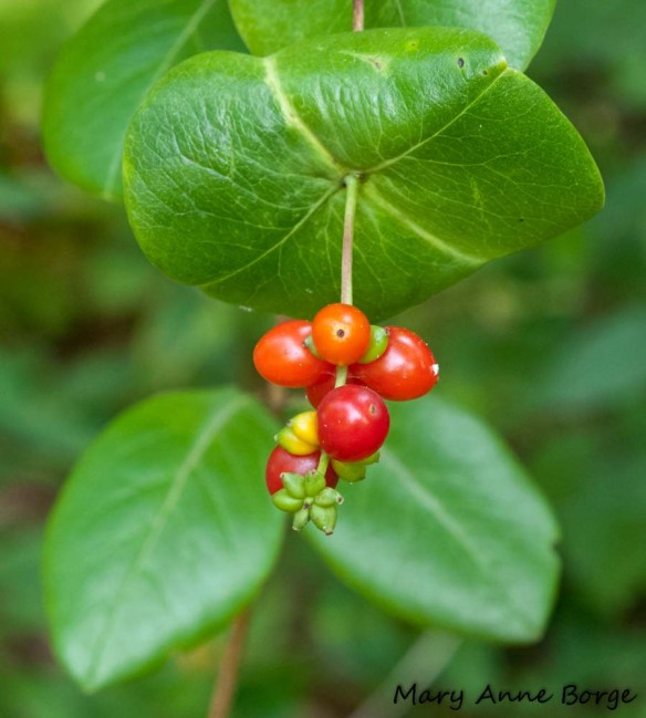 Trumpet Honeysuckle (Lonicera sempervirens) fruit