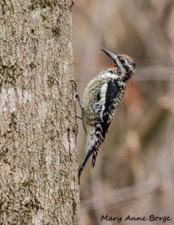 Yellow-bellied Sapsucker
