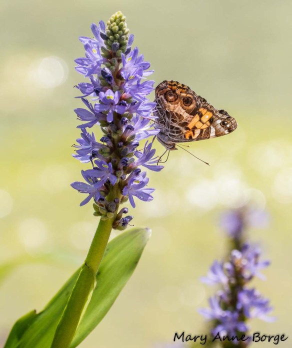 American Lady on Pickerelweed