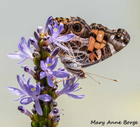 American Lady on Pickerelweed