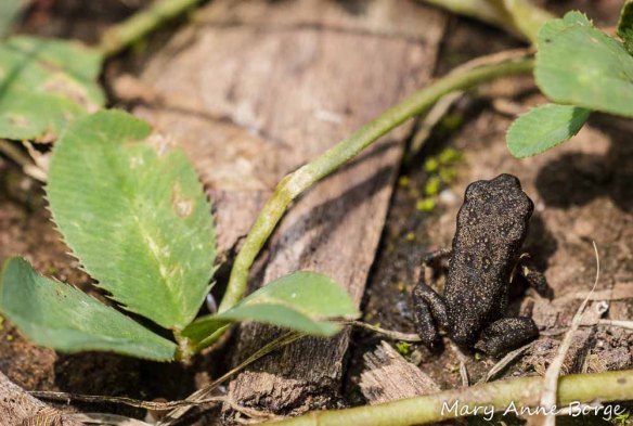 American Toad