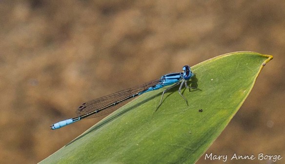 Azure Bluet