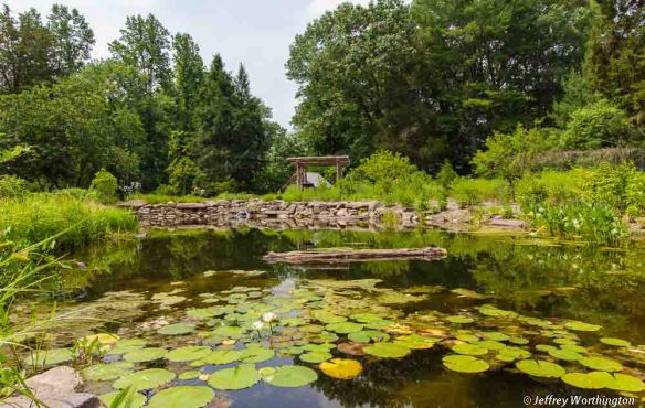 New Pond at Bowman's Hill Wildflower Preserve