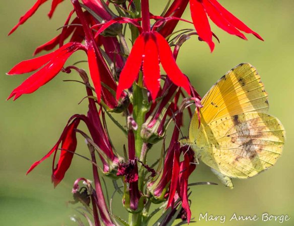 Sleepy Orange nectaring on Cardinal-flower (Lobelia cardinalis), 2012