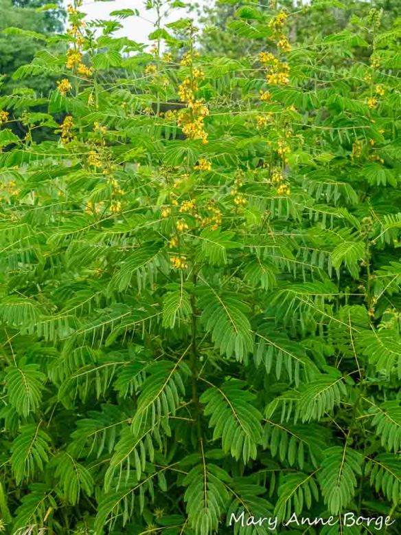 Wild Senna (Senna hebecarpa)
