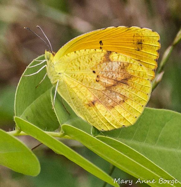 Female Sleepy Orange on her caterpillar food plant, Wild Senna (Senna hebecarpa), 2013