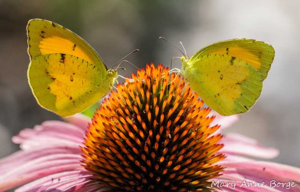 Sleepy Orange butterflies on Purple Coneflower (Echinacea purpurea)