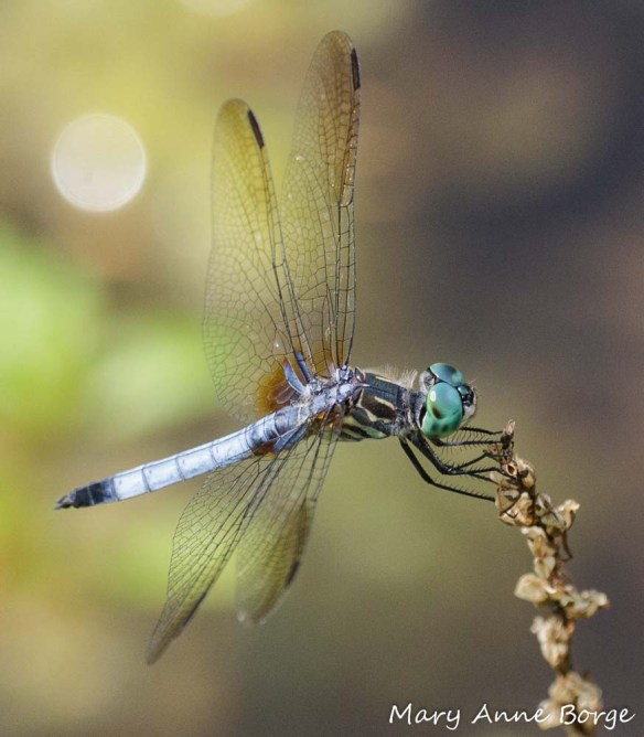 Blue Dasher