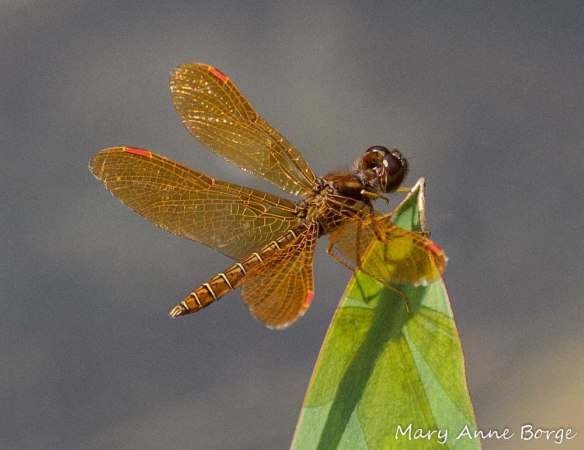 Male Eastern Amberwing, perching