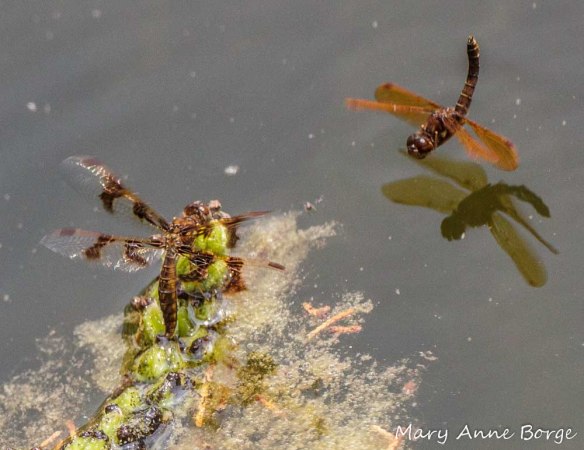 Female Eastern Amberwing laying  eggs (left) with male standing guard (right)
