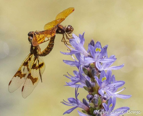 Eastern Amberwings Mating
