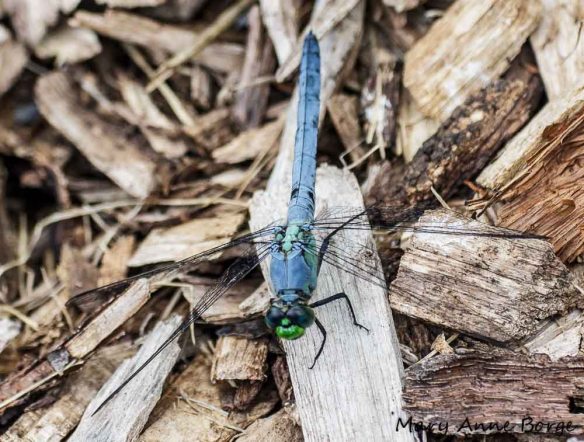 Eastern Pondhawk