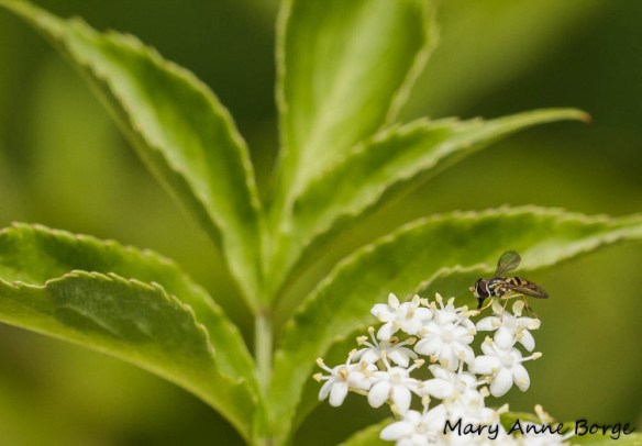 Hover or Flower Fly (Toxomerus marginatus)