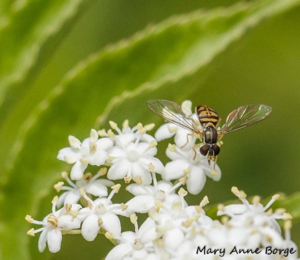 Hover or Flower Fly (Toxomerus marginatus)