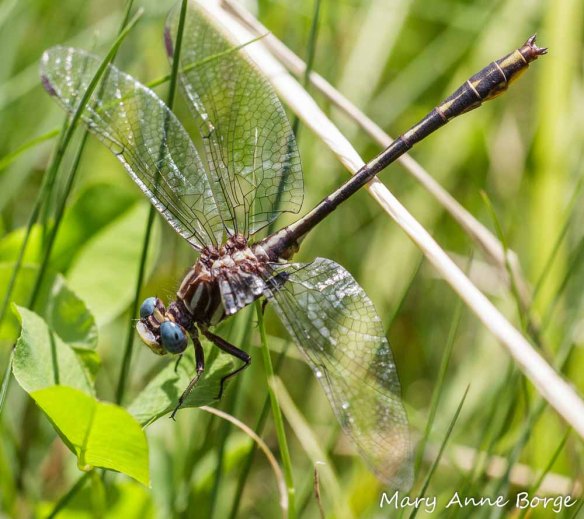 Lancet Clubtail