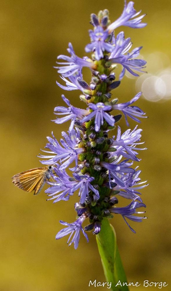 Least Skipper on Pickerelweed