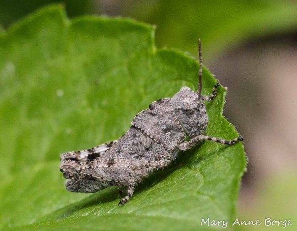 Marbled Grasshopper Nymph (Spharagemon marmorata)