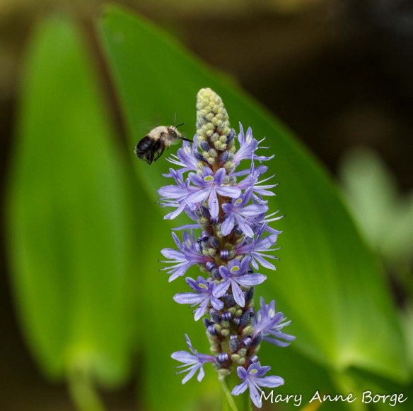 Pickerelweed with Bumble Bee