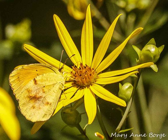 Female Sleepy Orange  on Tall Tickseed (Coreopsis triptera), 2013