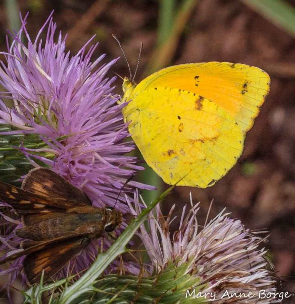 Sleepy Orange on Field Thistle (Cirsium discolor), 2006