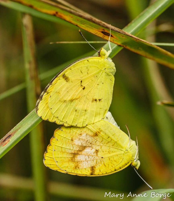 Sleepy Oranges Mating