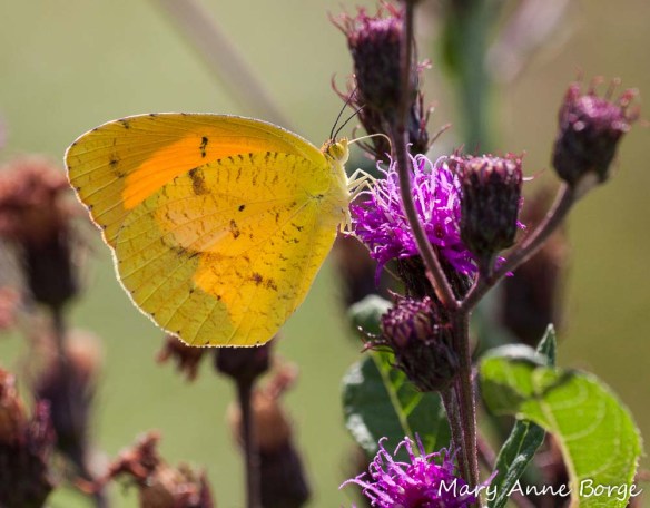 Sleepy Orange nectaring on New York Ironweed (Vernonia noveboracensis), 2010