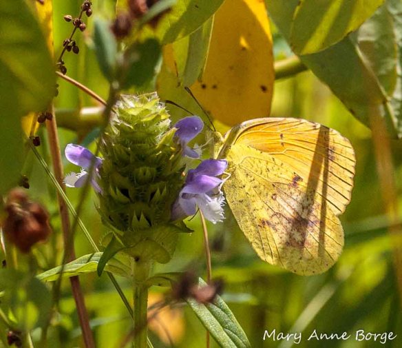Sleepy Orange nectaring on Heal-all (Prunella vulgaris), 2011